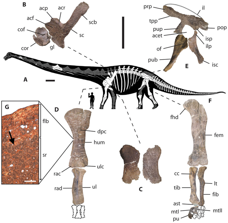 Illustration for article titled Dreadnoughtus, A Newly Discovered Supermassive Dinosaur, By The Numbers